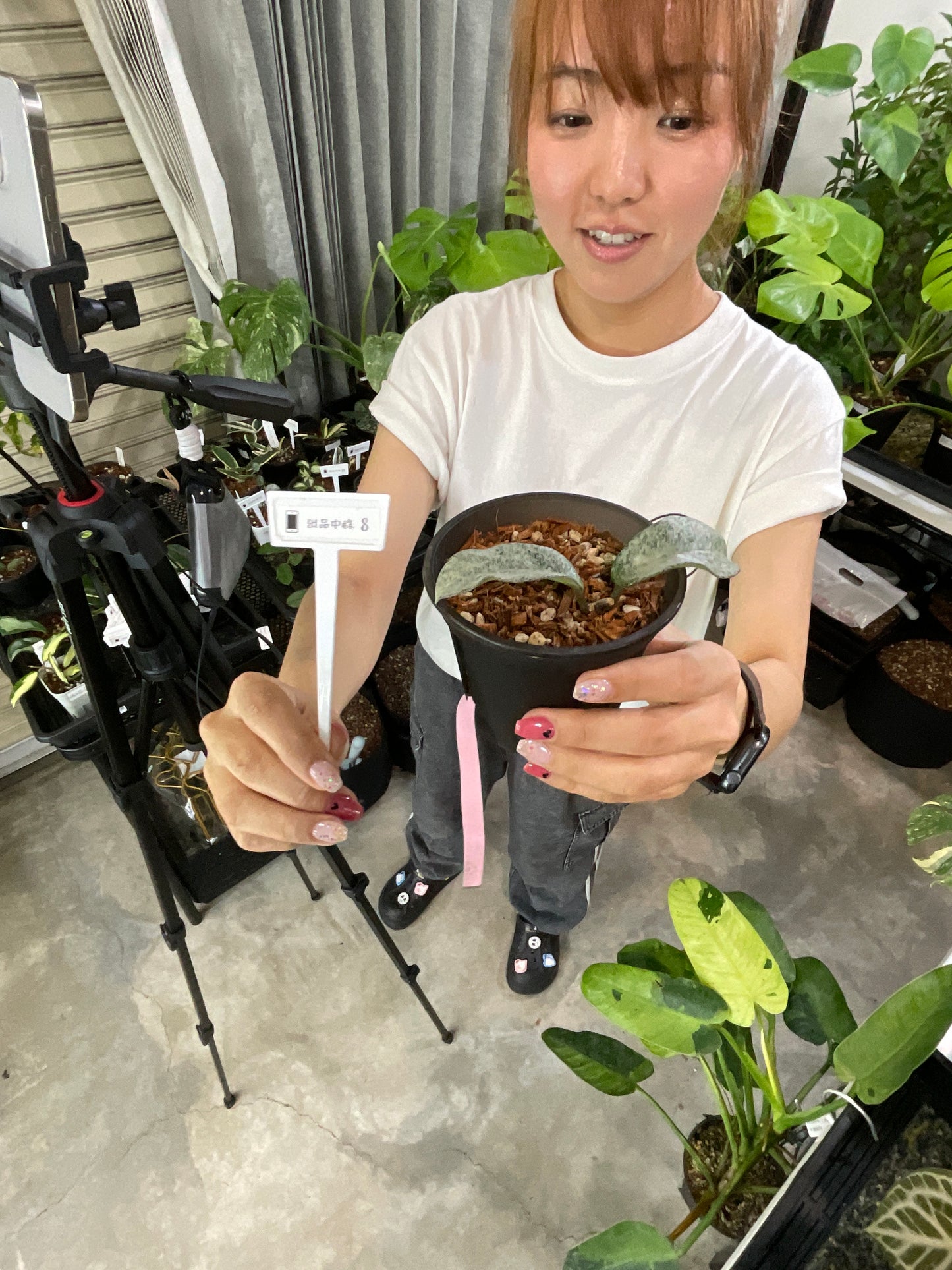 8 ホヤ ノバゴースト