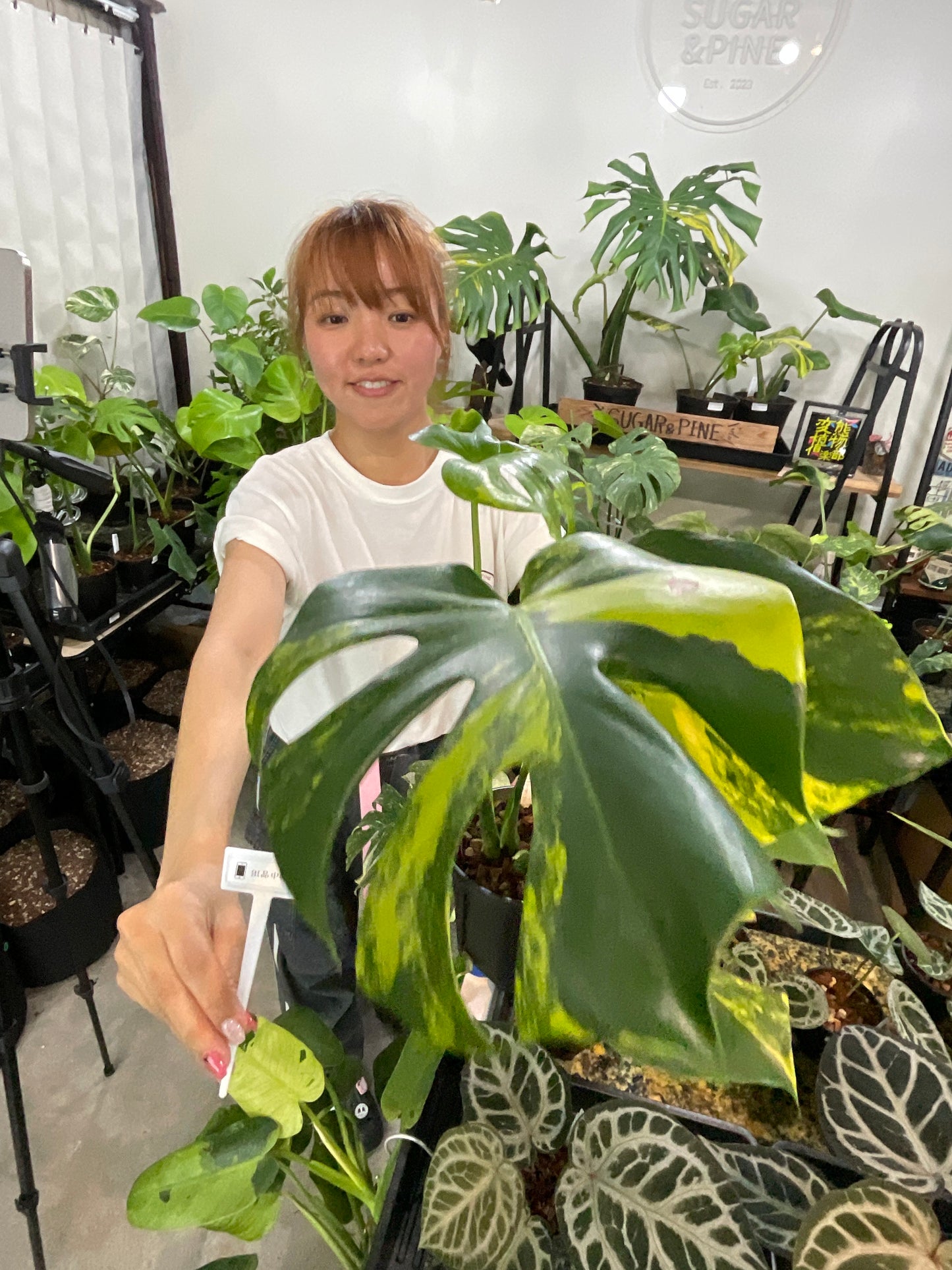 53 モンステラ イエローマリリン