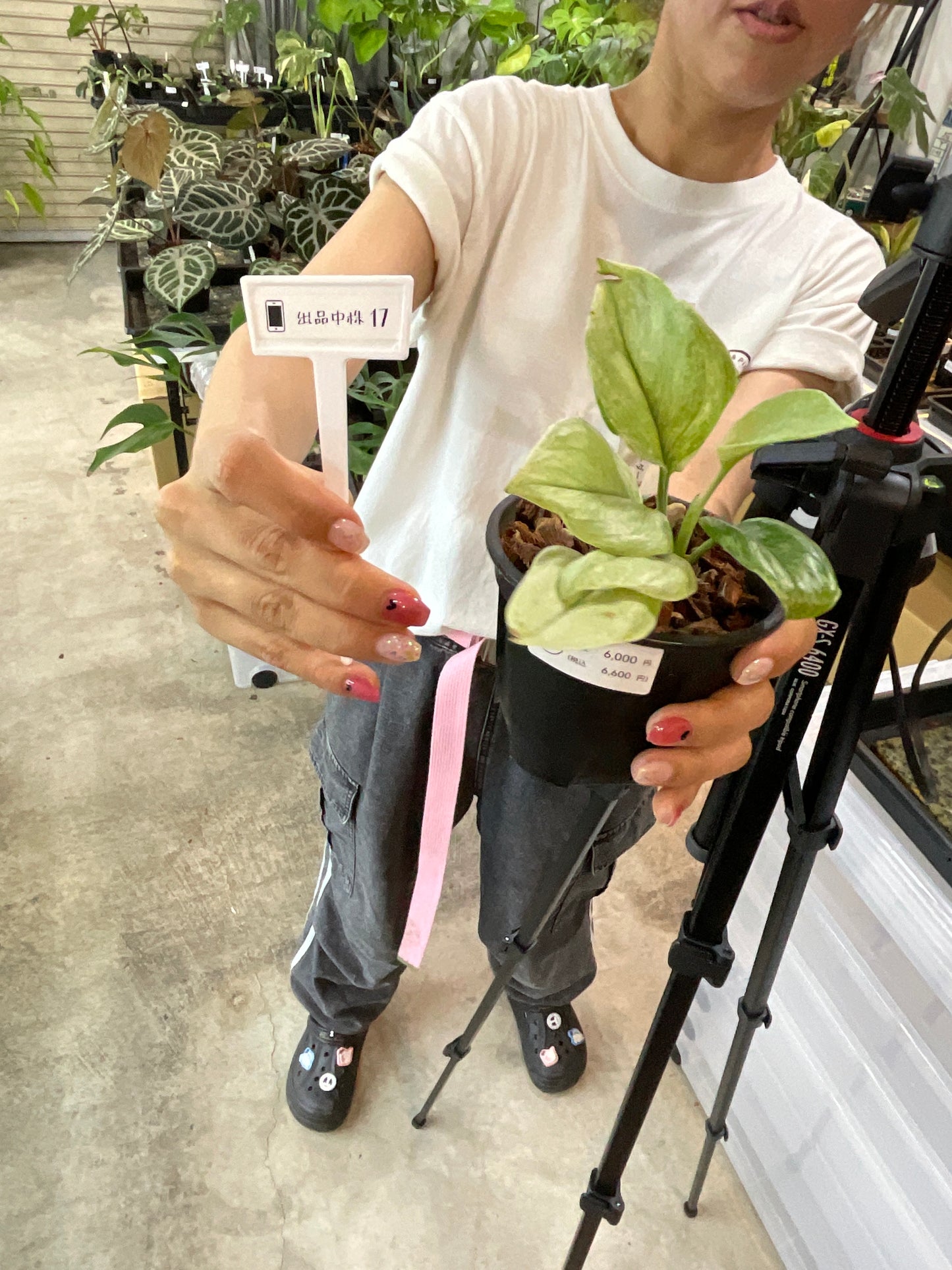 17 スキンダプサス トレビ ダークミント