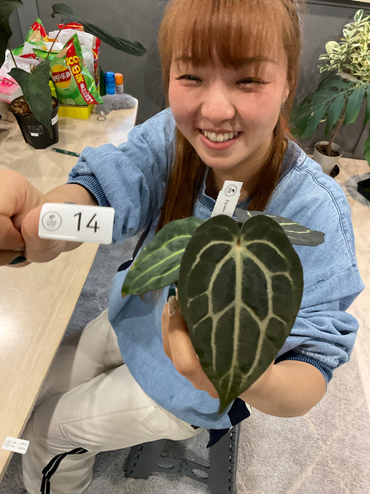 14