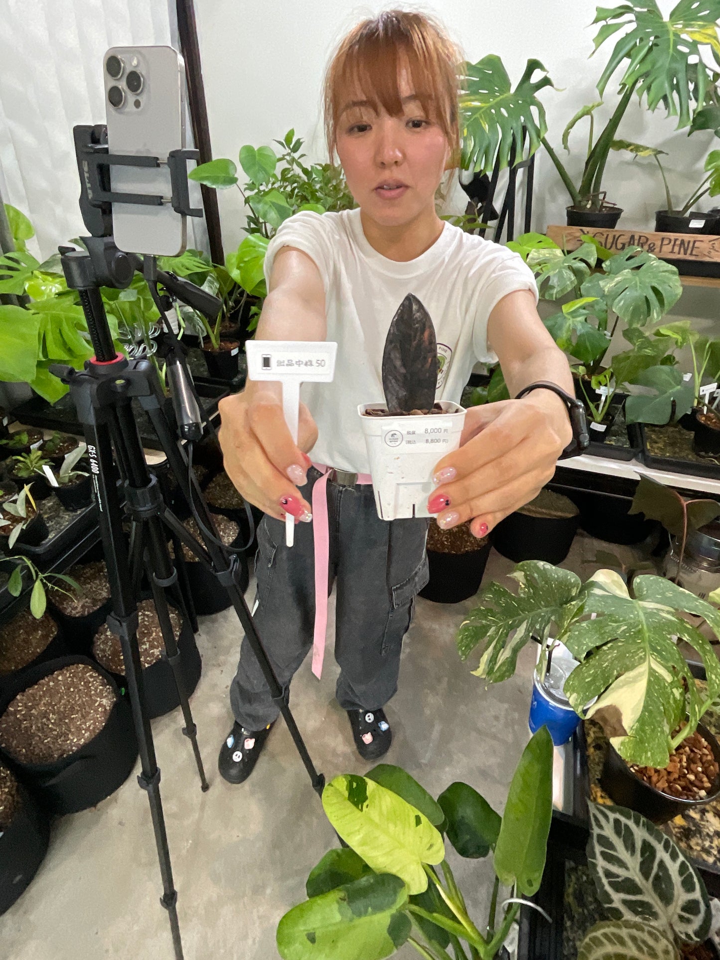 50　ザミオクルカス　斑入り