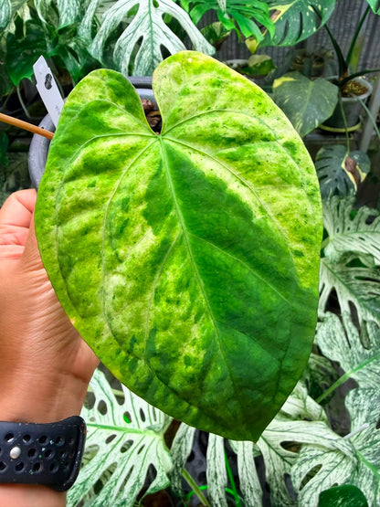 Rocomoco様専用ページ