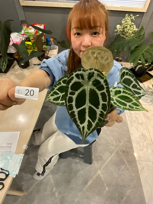 20