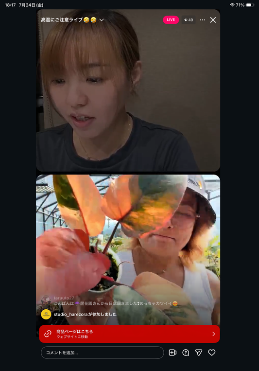 0 Pot 11