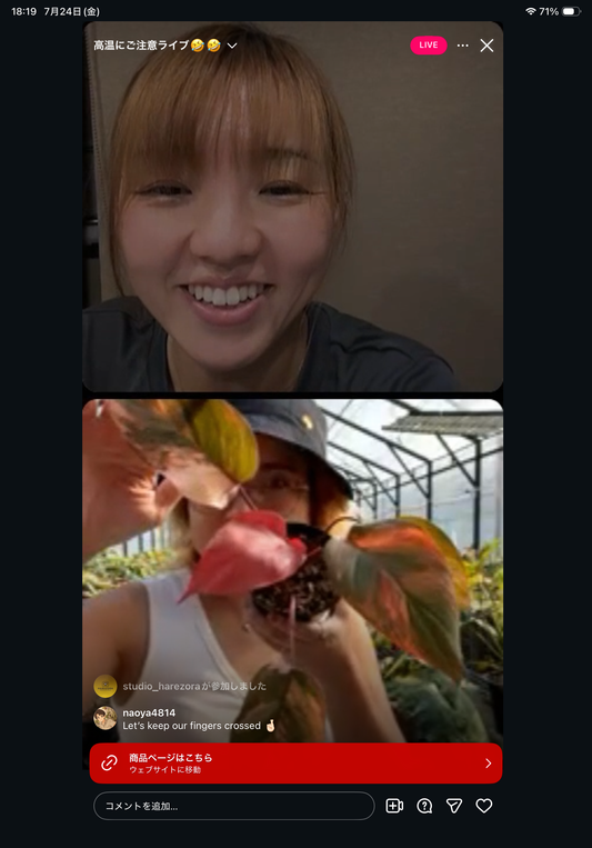 0 Pot 12