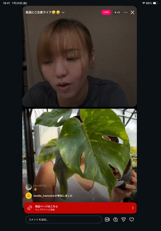 0 Pot 19