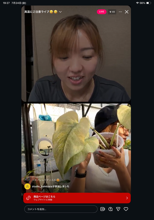 0 Pot 33