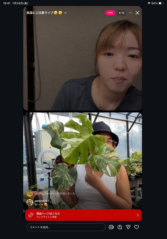 0 Pot 37