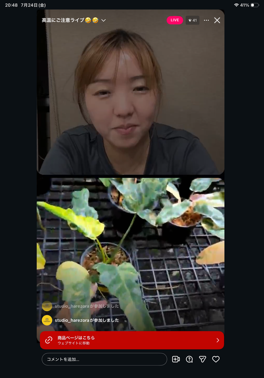 0 Pot 51