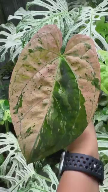 Rocomoco様専用ページ